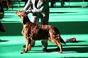 Crufts2011 044